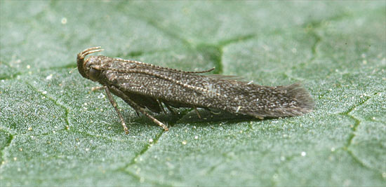 Monochroa conspersella Monochroa conspersella