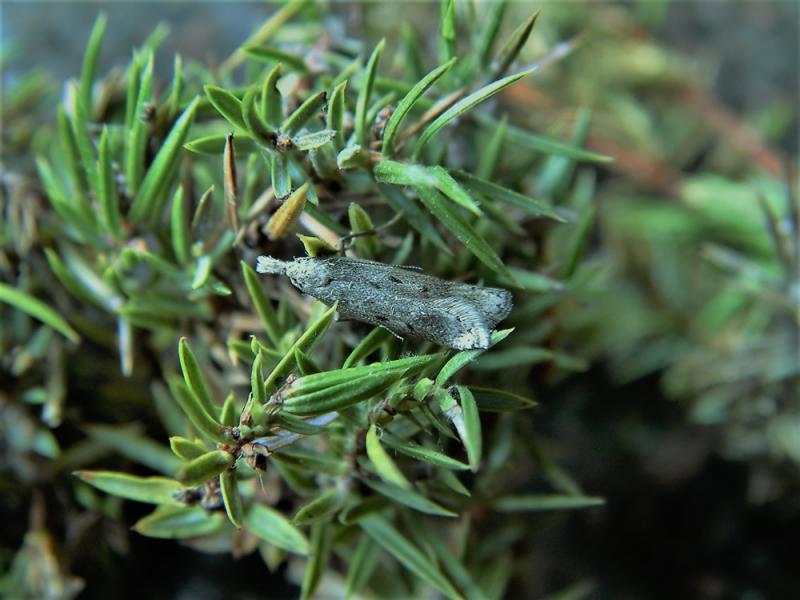 Dichomeris juniperella Dichomeris juniperella