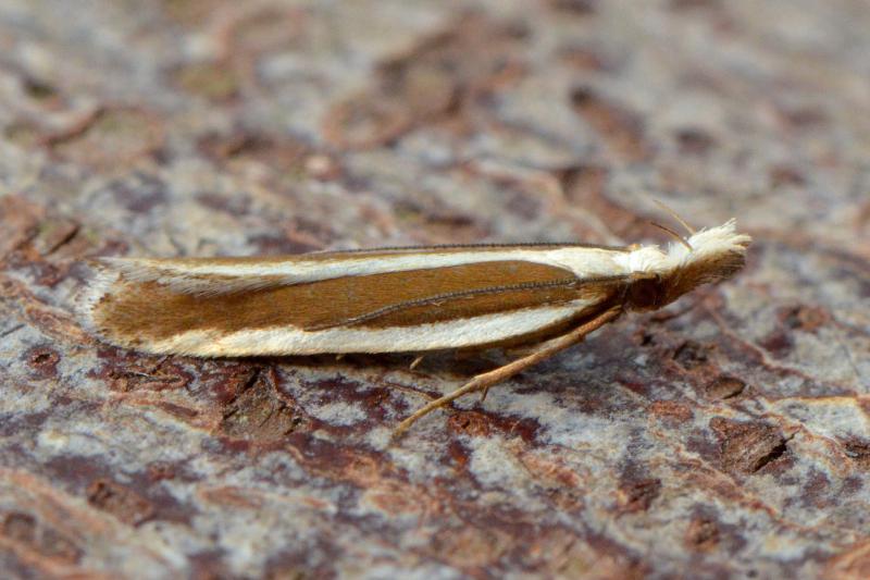 Dichomeris marginella Dichomeris marginella