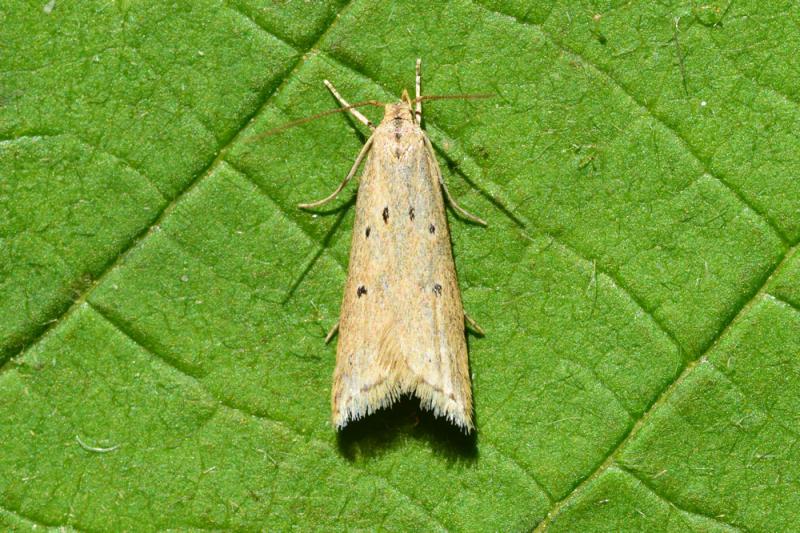 Brachmia inornatella Brachmia inornatella