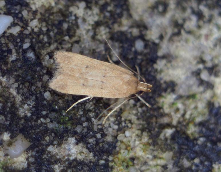 Helcystogramma lutatella Helcystogramma lutatella
