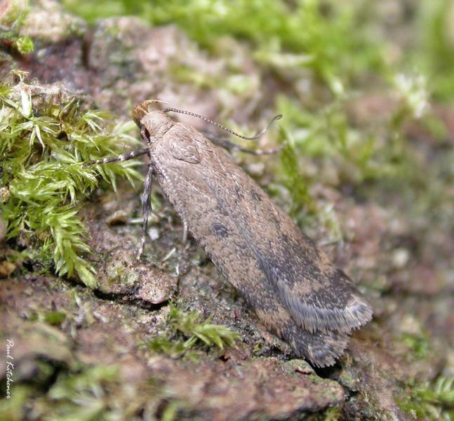 Pexicopia malvella Pexicopia malvella
