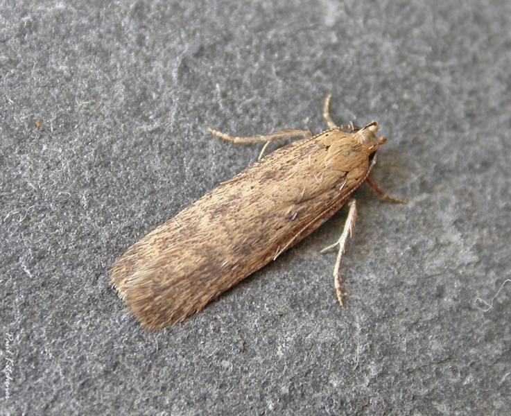 Platyedra subcinerea Platyedra subcinerea