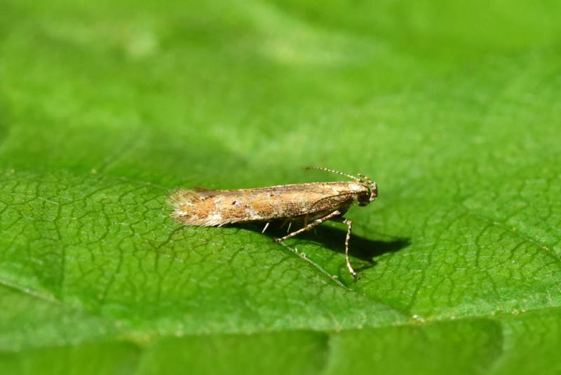 Aristotelia brizella Aristotelia brizella