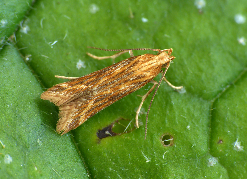 Metzneria aestivella Metzneria aestivella