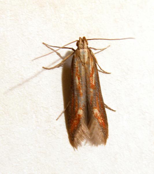 Metzneria aprilella Metzneria aprilella