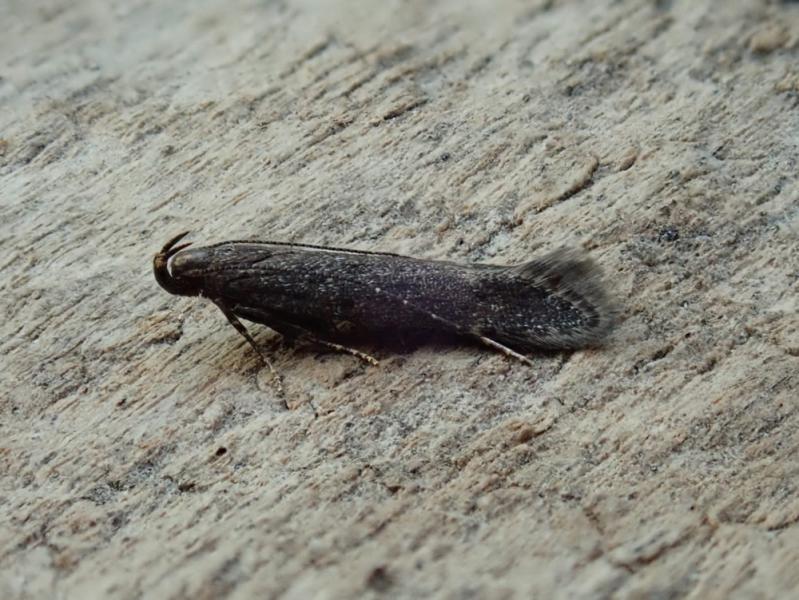 Monochroa elongella Monochroa elongella