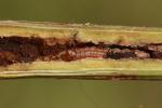 Monochroa palustrellus larva Kent Rumex hydrolapathum 2023 (Photo: © W Langdon)
