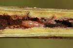 Monochroa palustrellus larva Kent Rumex hydrolapathum 2023 (Photo © W Langdon)