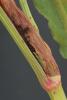 Monochroa palustrellus larval feeding Rumex hydrolapathum Kent  2023 (Photo: © W Langdon)