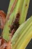 Monochroa palustrellus larval feeding sign Rumex hydrolapathum Kent  2023 (Photo © W Langdon)