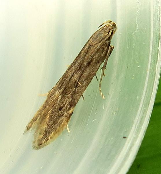Monochroa arundinetella Monochroa arundinetella
