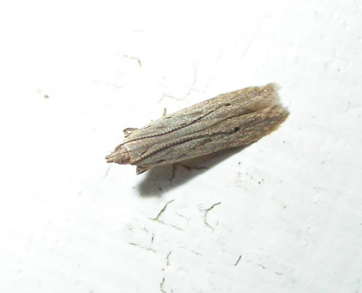 Monochroa niphognatha Monochroa niphognatha