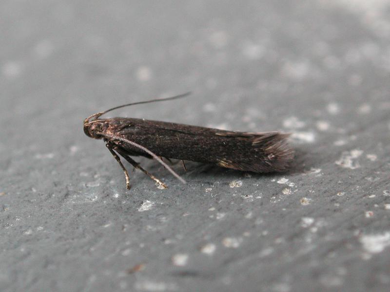 Oxypteryx immaculatella Oxypteryx immaculatella