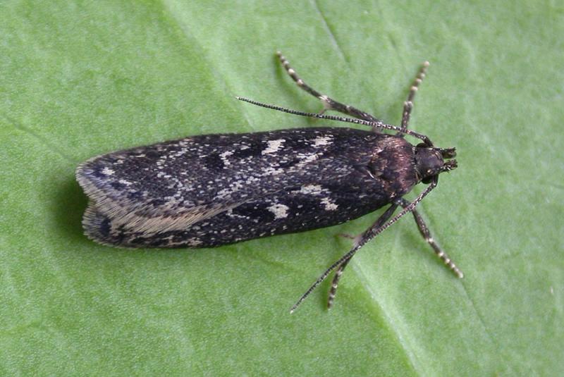 Gelechia sororculella Gelechia sororculella