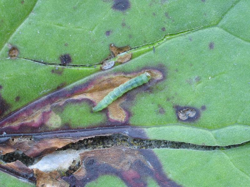 Scrobipalpula tussilaginis Scrobipalpula tussilaginis