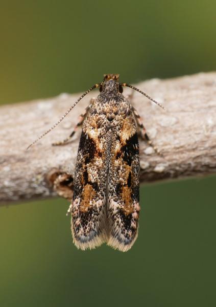 Caryocolum proxima Caryocolum proxima