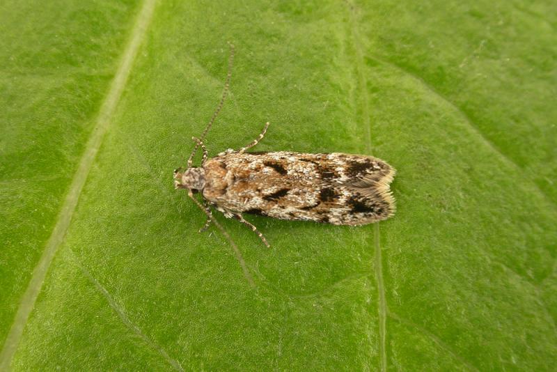 Caryocolum kroesmanniella Caryocolum kroesmanniella