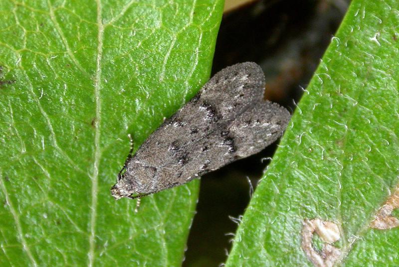 Teleiodes vulgella Teleiodes vulgella