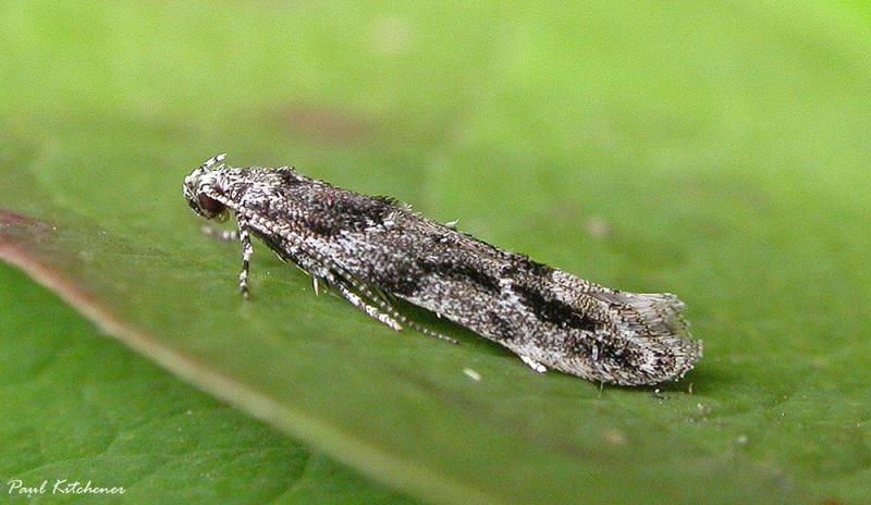 Recurvaria nanella Recurvaria nanella