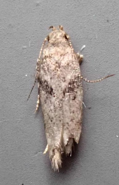 Caryocolum blandulella Caryocolum blandulella