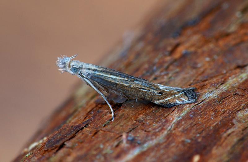 Isophrictis striatella Isophrictis striatella