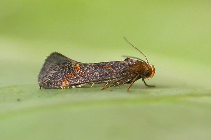 Apodia martinii Apodia martinii
