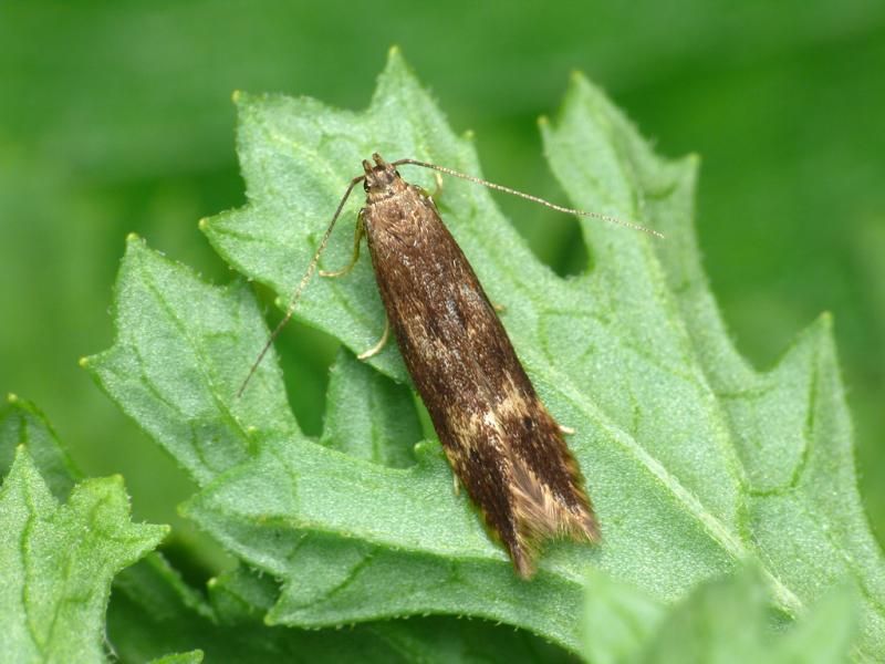 Monochroa lucidella Monochroa lucidella