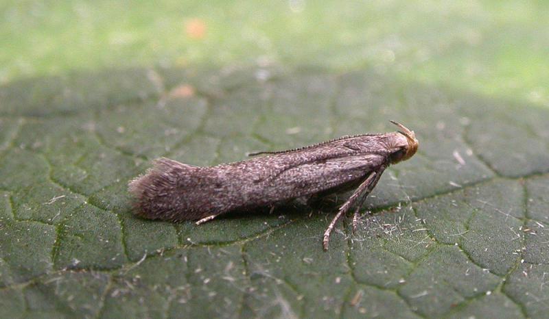 Monochroa tetragonella Monochroa tetragonella