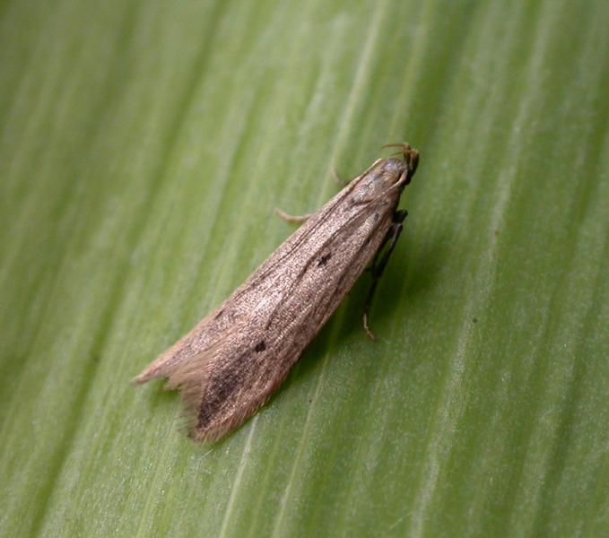 Monochroa divisella Monochroa divisella