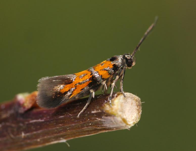 Chrysoesthia drurella Chrysoesthia drurella