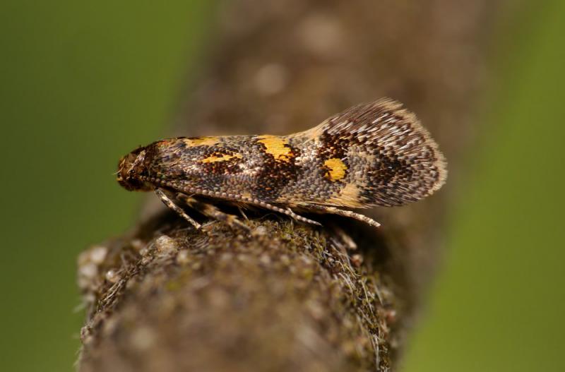 Chrysoesthia sexguttella Chrysoesthia sexguttella