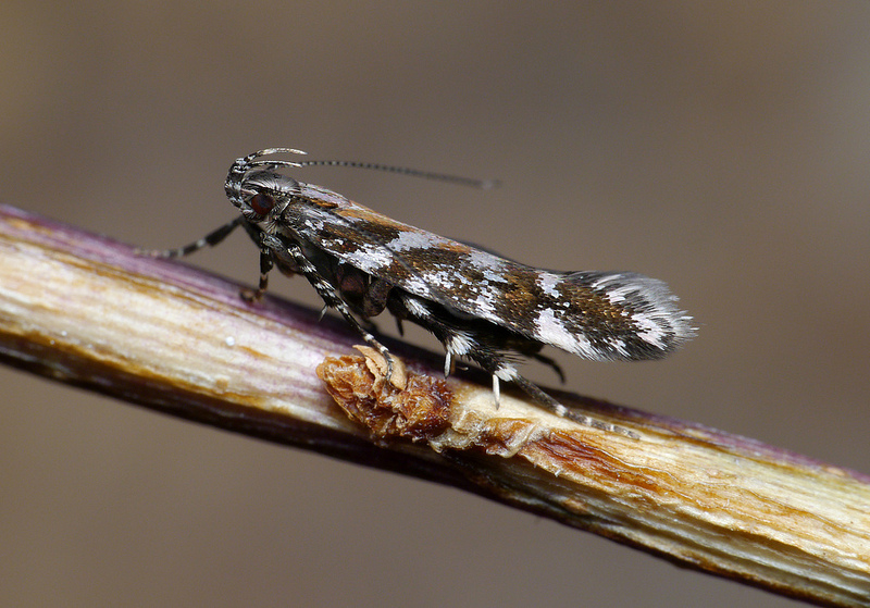 Aristotelia ericinella Aristotelia ericinella
