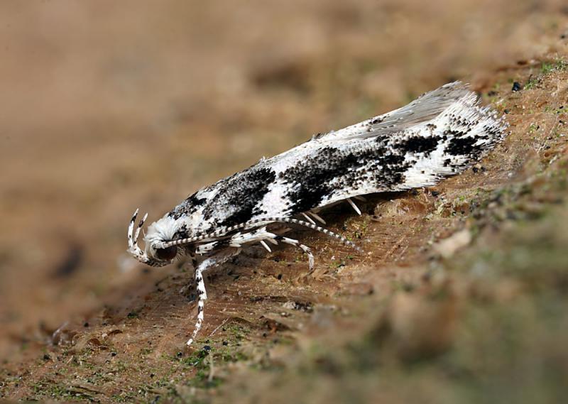 Parachronistis albiceps Parachronistis albiceps