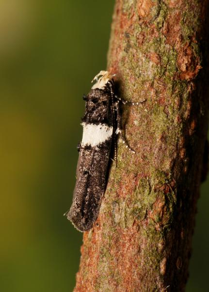 Recurvaria leucatella Recurvaria leucatella