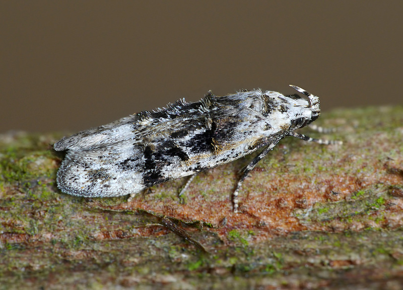 Altenia scriptella Altenia scriptella