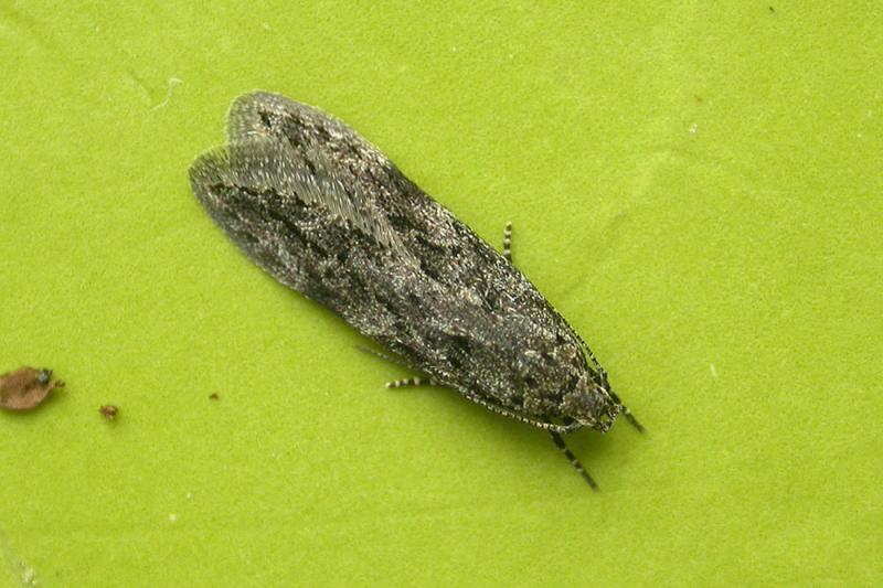 Carpatolechia notatella Carpatolechia notatella