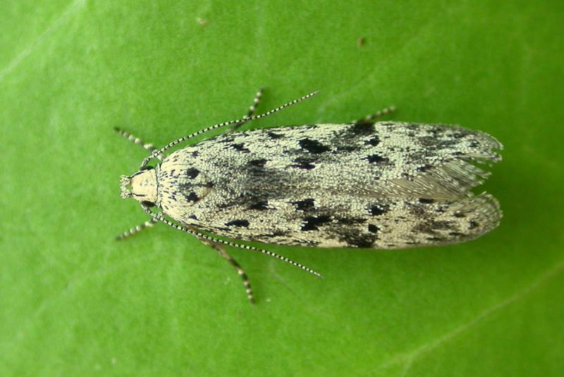 Carpatolechia proximella Carpatolechia proximella