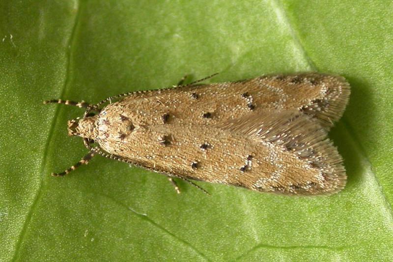 Pseudotelphusa paripunctella Pseudotelphusa paripunctella