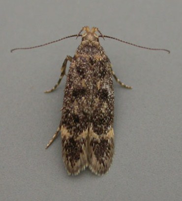 Bryotropha basaltinella Bryotropha basaltinella