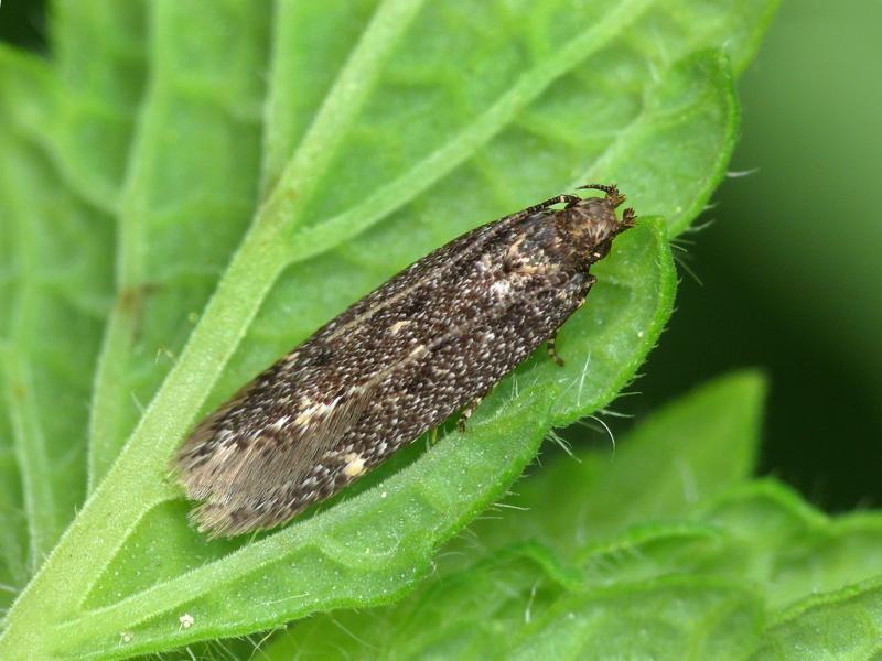 Bryotropha affinis Bryotropha affinis