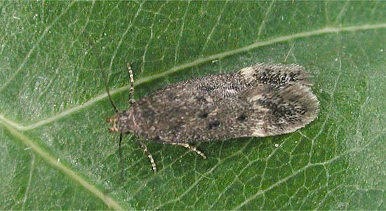 Bryotropha similis Bryotropha similis