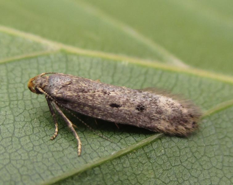 Bryotropha galbanella Bryotropha galbanella