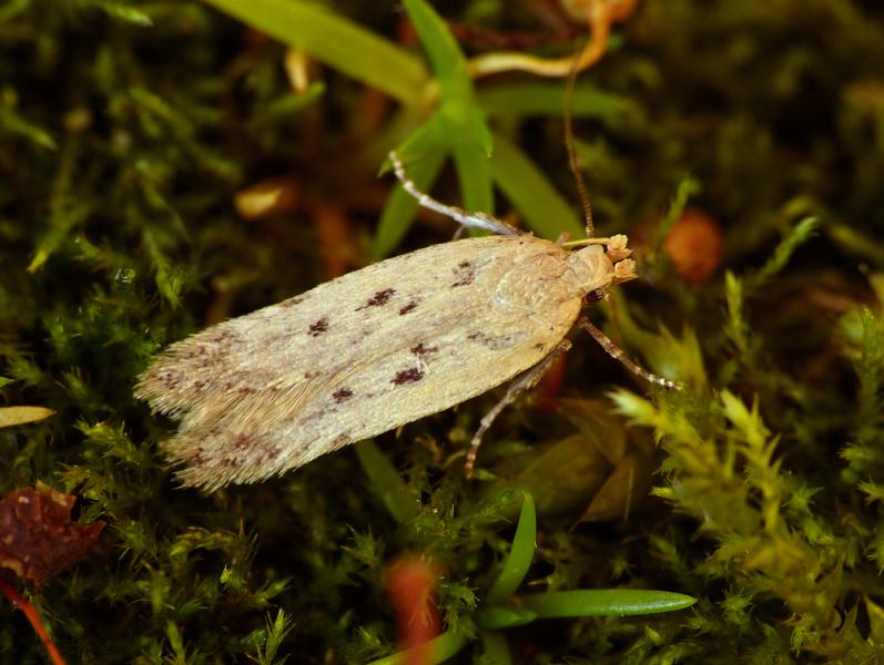 Bryotropha desertella Bryotropha desertella