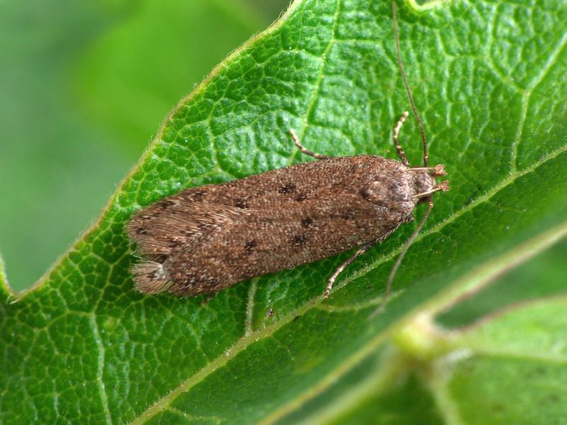 Bryotropha terrella Bryotropha terrella