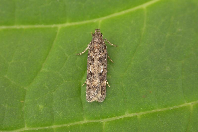 Chionodes fumatella Chionodes fumatella