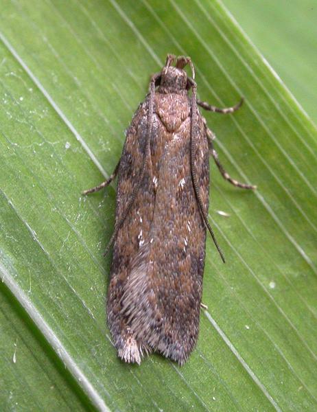 Chionodes distinctella Chionodes distinctella