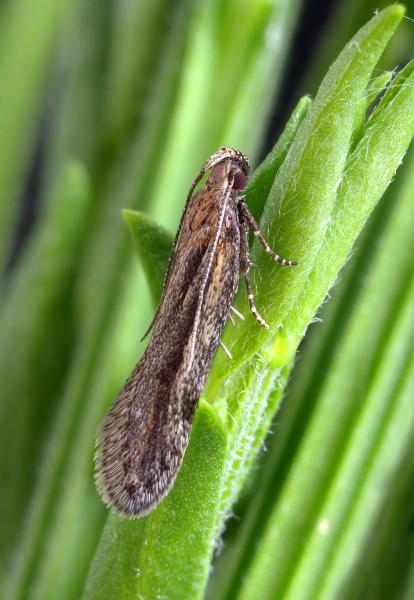 Mirificarma mulinella Mirificarma mulinella