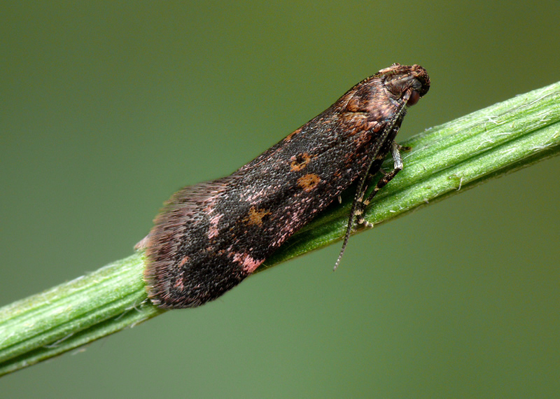 Mirificarma lentiginosella Mirificarma lentiginosella