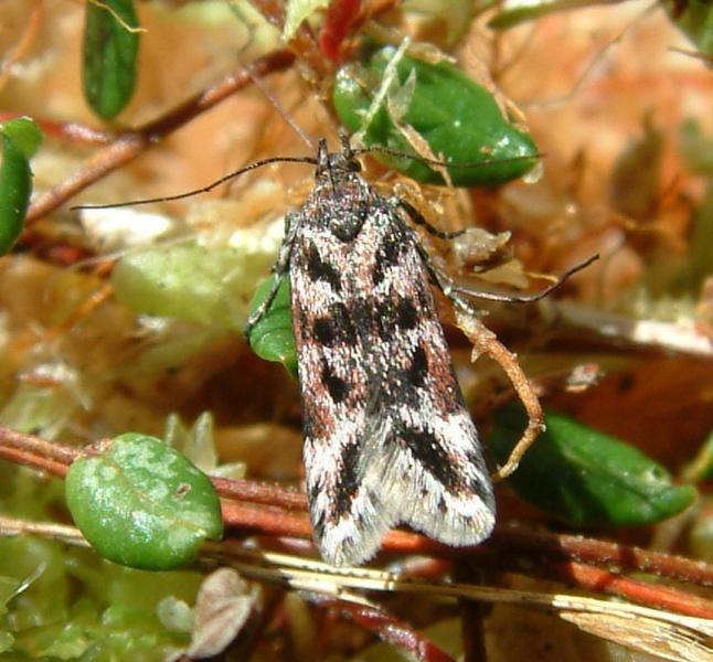 Prolita sexpunctella Prolita sexpunctella